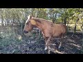 Boys Escaped & Got Trapped In Barbed Wire Fenced Area - Horse Will Find A Way