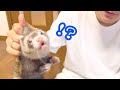 ゆるゆるフェレットが可愛すぎる…【真夜中のビバリウム】