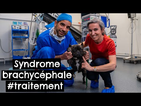 Vidéo: Pourquoi mon chien brachycéphale est un tel ronflement!