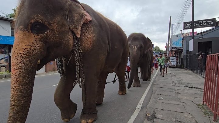 මහනුවර වීදි දිගේ ඇවිදන් ගිය අලි පැටව් තුන්දෙනා