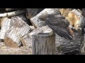 Red-Tailed Hawk Feeding, Handling, and Flight Training Procedure