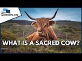 What is a sacred cow?  |  GotQuestions.org