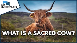 What is a sacred cow?  |  GotQuestions.org