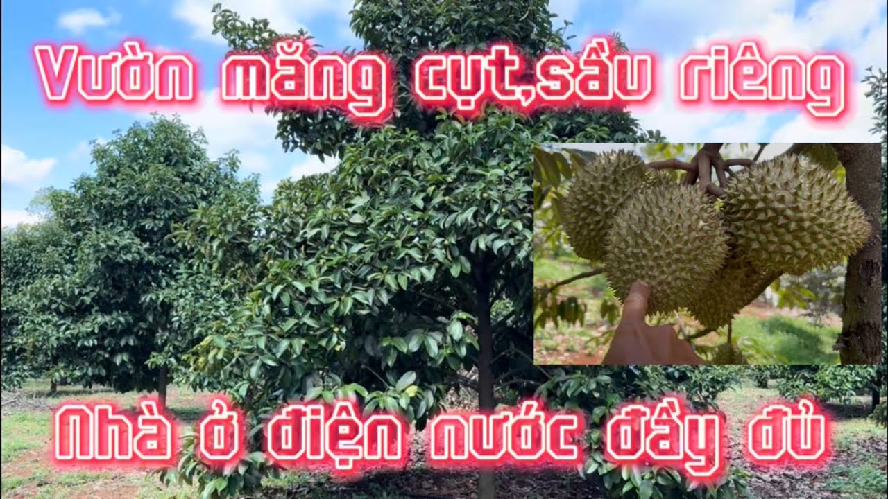 Bán đất vườn sầu riêng,măng cụt có nhà ở,điện nước đầy đủ.đồng Phú bình Phước lh0867048379