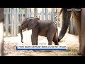 French zoo welcomes 330 pound baby elephant after two year pregnancy