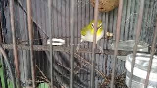 #Auriventer #PleciAuri #Auriventermania #puteh Pancingan pleci Auriventer Auto buka Paruh