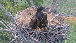 Kansas Eagles 6-1-24.  Moments in Time:  Adorable and Touching Moments with Wichita & Cheyenne.