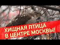 Хищная птица в центре Москвы!