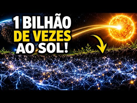 A TEIA SECRETA DE FUNGOS QUE PODERIA CHEGAR AO SOL 1 BILHÃO DE VEZES