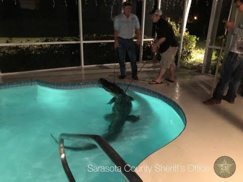 Βίντεο: Ένας Αμερικανός κροκόδειλος και Manatee έχουν γίνει φίλοι στη Φλόριντα