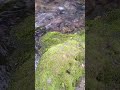 Studesnica Banovici BiH