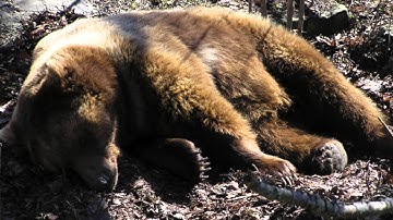 Brown Bears   PSY3HAR Video Interview Assignment