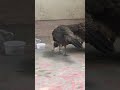 PEACOCK AND ITS BABY/मोर और उसका बच्चा| #shorts #peacock #trending #short #youtubeshorts #viral