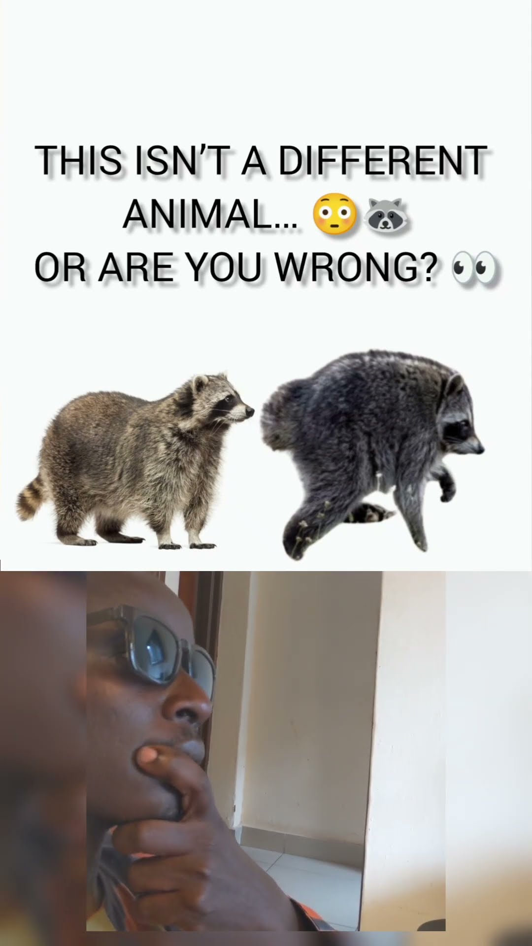 Millions Asked: WHAT HAPPENED TO THIS RACCOON? 😳🦝
