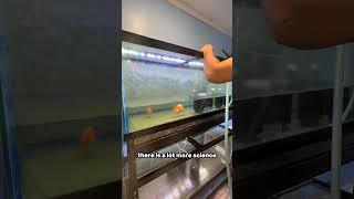 Are goldfish good beginner pets?