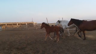 картинка: Жылқылар 🐎