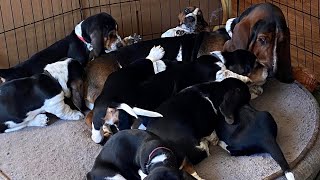 Basset Hound Puppies