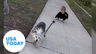 Adorable toddler chases dropped dog leash | USA TODAY