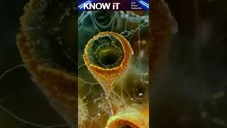 10 Mesmerizing Facts About Introgression | KNOW iT