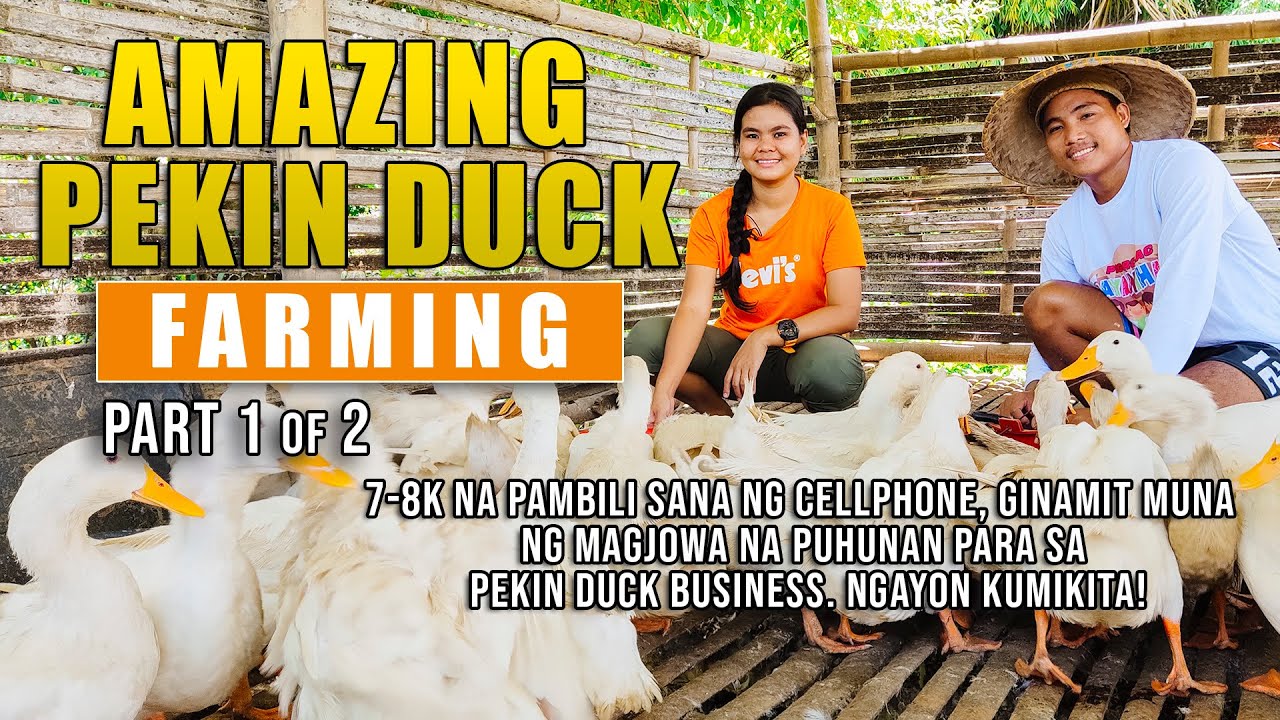 AMAZING PEKIN DUCK FARMING: 7-8K NA PAMBILI SANA NG CP, GINAMIT PARA MAGSIMULA NG PEKIN DUCK FARMING
