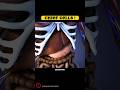 Chief Cells !  medical Animated videos / #shorts #youtubeshorts Mp3 Song