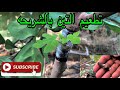 طريقة تطعيم التين بالرقاقة fig chip grafting