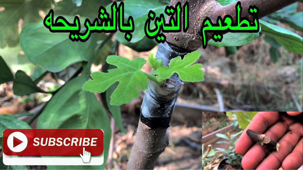 طريقة تطعيم التين بالرقاقة fig chip grafting