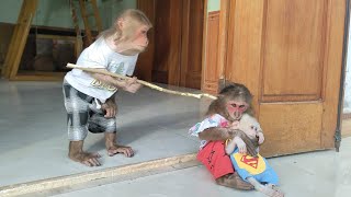 Funny and cute monkey KuKu, MiMi and baby Su - Compilation video