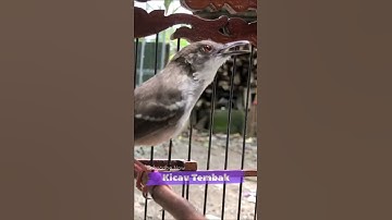 Ciblek Kristal Gacor Full Tembakan Ngebren Cocok Untuk Masteran | Kicau Tembak