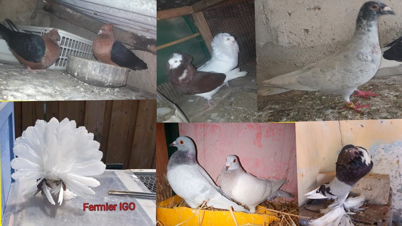 Pigeon Texan • Élevage et vente de pigeons de race