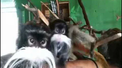 Funny Monkey Song: Mustache Monkeys by Bryant Oden