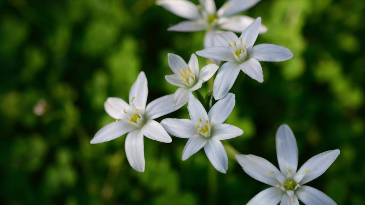Il fiore di Bach Star of Bethlehem Stella di Betlemme YouTube Il fiore di Bach Star of Bethlehem Stella di Betlemme YouTube