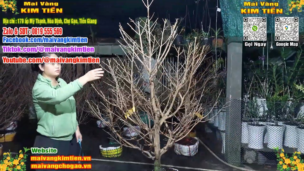 Phôi Mai Thủ Đức Giá Rẻ Bao Ship Bao Sống Toàn Quốc - Mai Vàng Kim Tiền Chợ Gạo