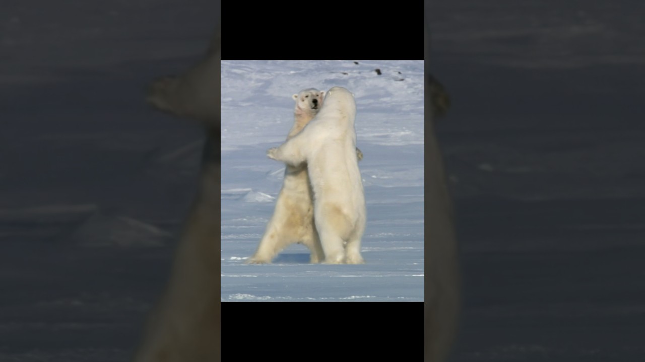 Polar Bears’ Battle for Love#wildlife #animals #video #shorts