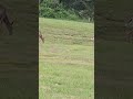 Deer eating grass