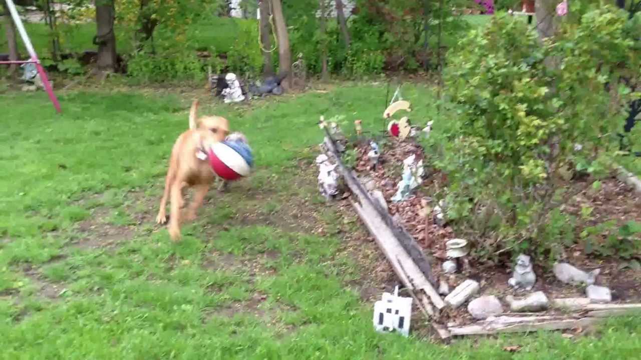 Willow the Wiemaraner chases Peanut