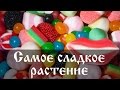 Самое сладкое растение