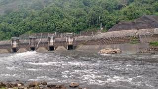 penampakan buaya besar di waduk cirata