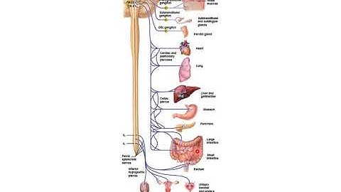 Chapter 14 Marieb Powerpoint