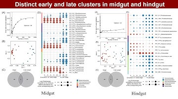 iMetaOmics | Key species drive community and functional stability gut microbiomes after crab molting