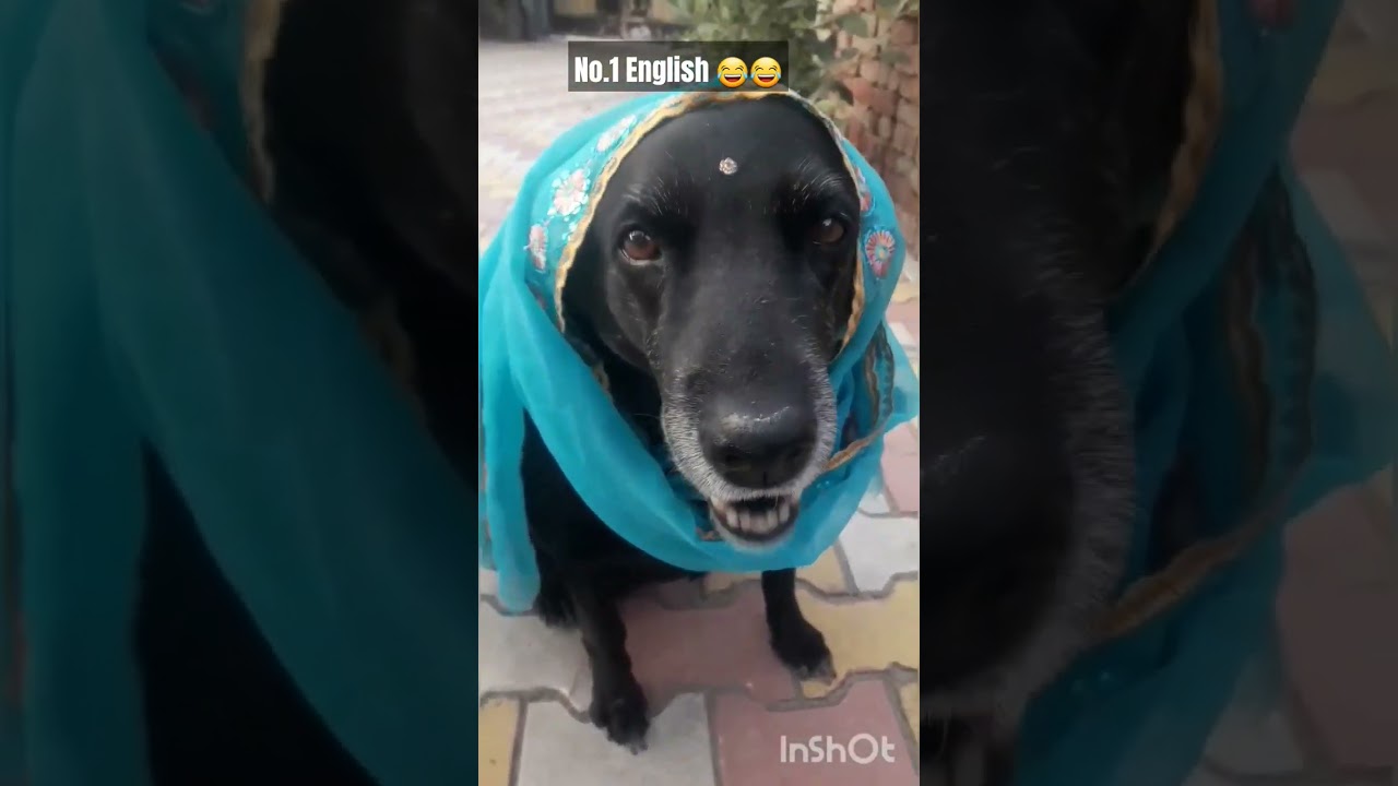 No.1 English 😂😂 | My dog blacky 