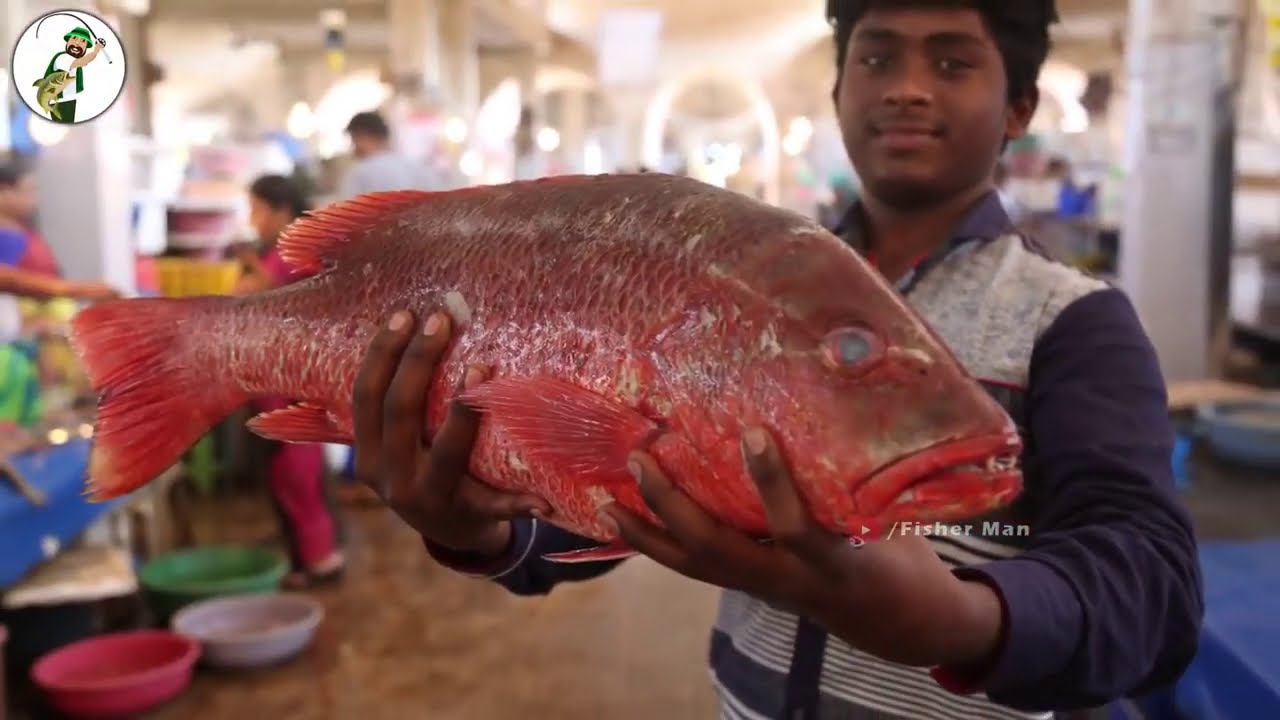 Live Red Snapper Fish Cutting  Amazing Fisherman Skills in India 