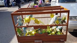 26.05.19. Птичий рынок г Пятигорск ч1. Bird market of Pyatigorsk, part 1.