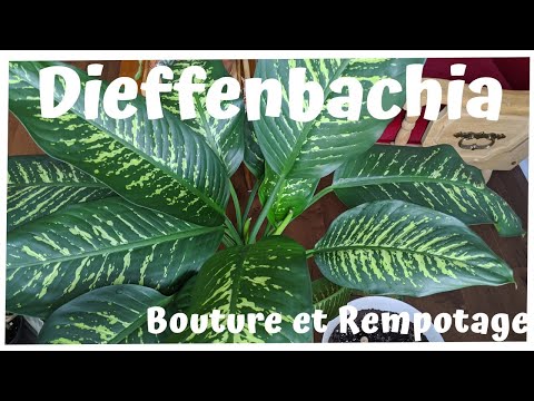 Vidéo: Propagation Dieffenbachia : Comment Bien Propager Une Fleur Par Bouturage Et Feuilles à La Maison ? Comment La Pointe Se Propage-t-elle ? Autres Méthodes