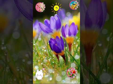 ДОБРОЕ УТРО!🌞ВЕСЕННЕГО НАСТРОЕНИЯ!🌸#весеннеенастроение #сдобрымвесеннимутром