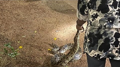 രാജി🐍🐍283th Pythonഅർദ്ധരാത്രി പെരുമ്പാമ്പിനെറെസ്ക്യൂചെയ്യുന്നു#midnight #rescue #283 #python#reptile