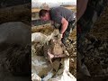 Juhnyírás ollóval - Shearing a sheep with blade