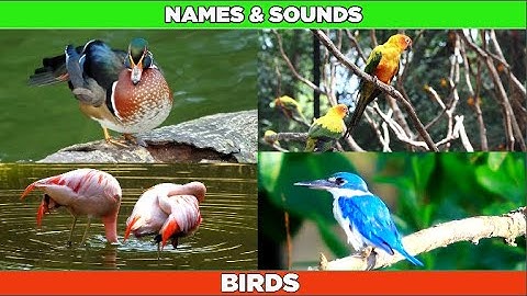 Học tiếng Anh cho bé - Bé học các loài chim trong tiếng Anh - Birds for kids