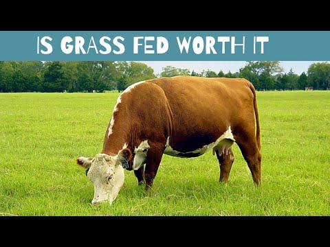 Is Grass Fed