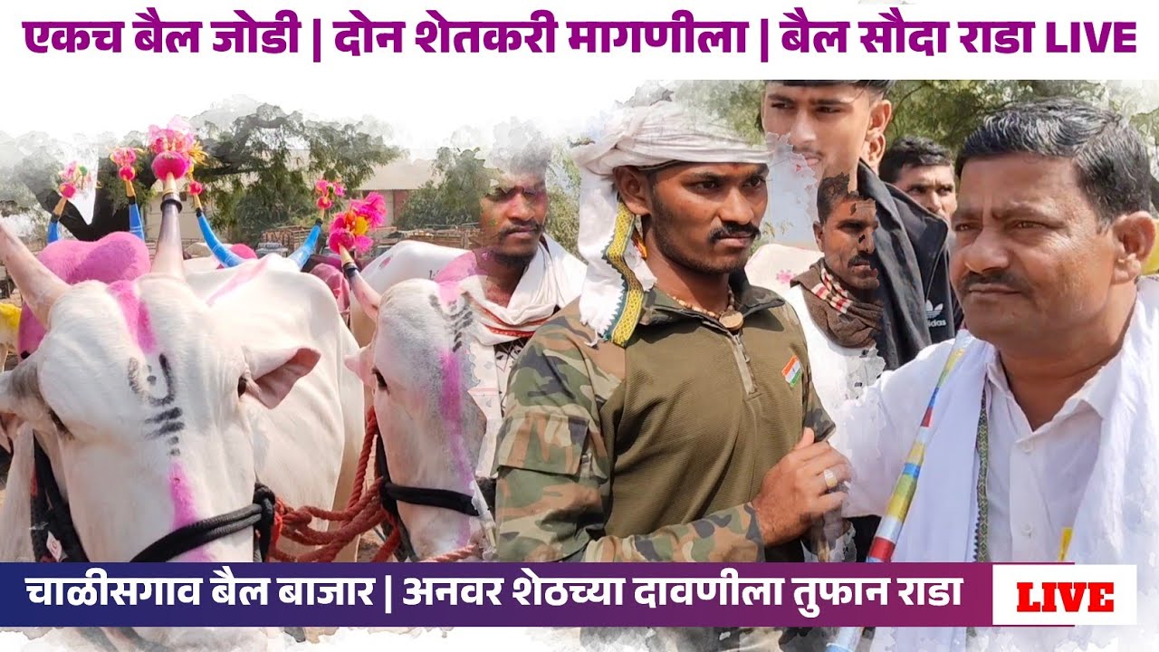 एक बैल जोडी | दोन शेतकरी - एकच व्यवहार | चाळीसगाव बैल बाजार | अनवर शेठ याच्या दावणीला बैल सौदा LIVE 